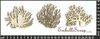 embellissement en français pour le scrapbooking Coraux, en Carton bois